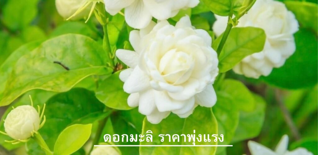 ดอกมะลิ ราคาพุ่งแรง