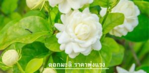 ดอกมะลิ ราคาพุ่งแรง